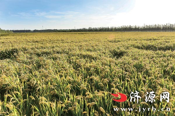 濟(jì)源網(wǎng)