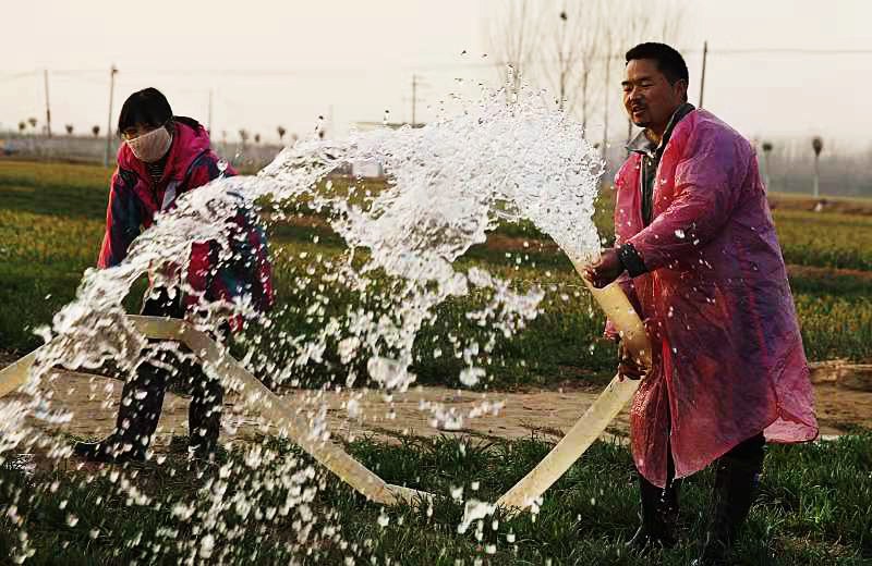 農(nóng)歷正月初六，河南省尉氏縣邢莊鄉(xiāng)王響村的村民正在為返青小麥?zhǔn)┓?、澆水。李新義攝