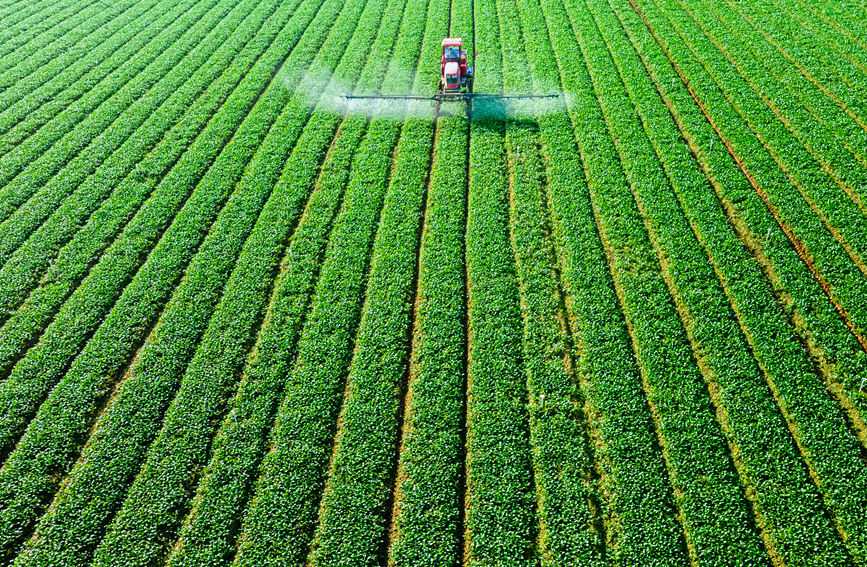 魯山縣義馬樓鄉(xiāng)、張良鎮(zhèn)等蔬菜種植重點鄉(xiāng)鎮(zhèn)，以優(yōu)質(zhì)蔬菜、名優(yōu)果品等特色產(chǎn)業(yè)助力鄉(xiāng)村經(jīng)濟(jì)發(fā)展。何元生攝