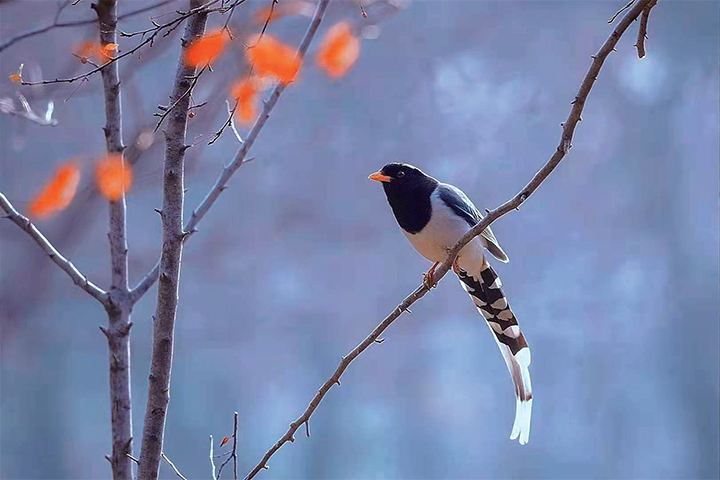 濟(jì)源網(wǎng)