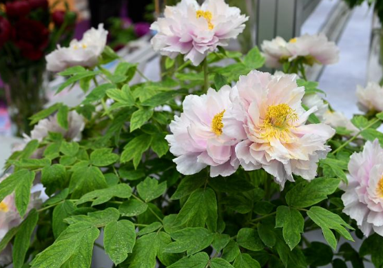 濟(jì)源網(wǎng)